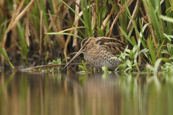 Watersnip, Snipe, Gallinago gallinago