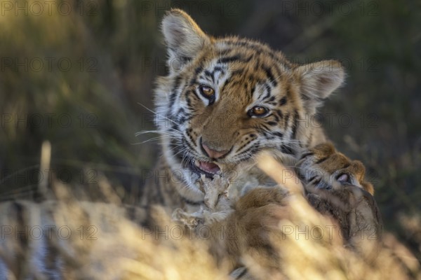 Bengal Tiger (Panthera tigris) cub portrait, captive, Philippolis, South Africa