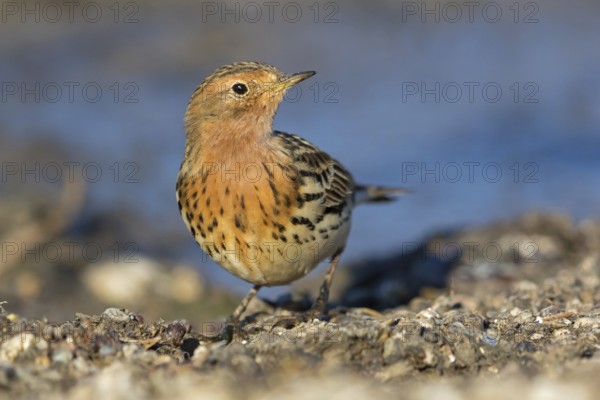 Rotkehlpieper, Red-throated Pipit, Anthus cervinus, Pipit à gorge rousse, Bisbita Gorgirrojo