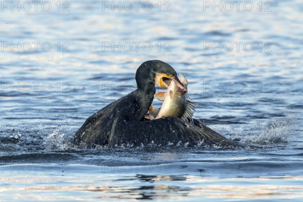 Kormoran mit erbeutetem FluÃŸbarsch