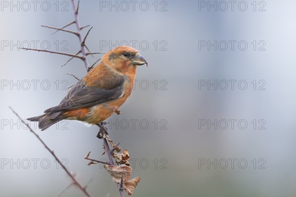 Common Crossbill - Fichtenkreuzschnabel - Loxia curvirostra ssp. curvirostra, Germany, adult male,