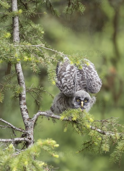Great Grey Owl (Strix nebulosa) juvenile perched on a branch in threatening posture, British