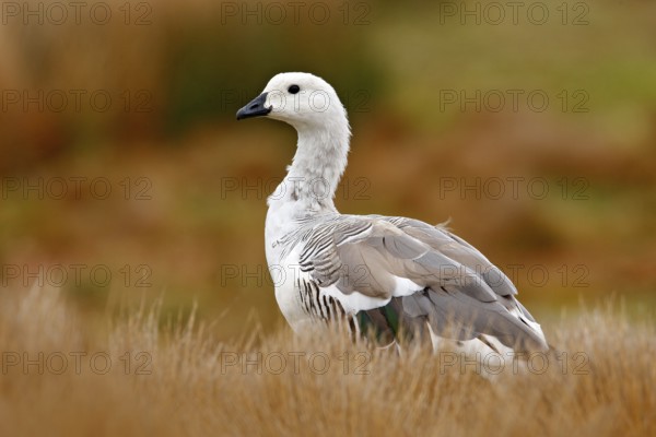 White bird with long neck. White goose in the grass. White bird in the green grass. Goose in the