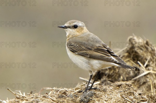 Northern Wheatear (Oenanthe oenanthe) female, Texas, USA
