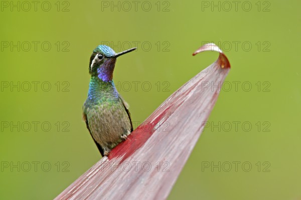 Purple-throated Mountain-gem, Lampornis calolaemus, hummingbird from Costa Rica. Violet throat