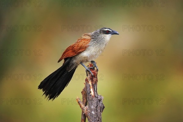 White-browed coucal or lark-heeled cuckoo, Centropus superciliosus, species of bird in family
