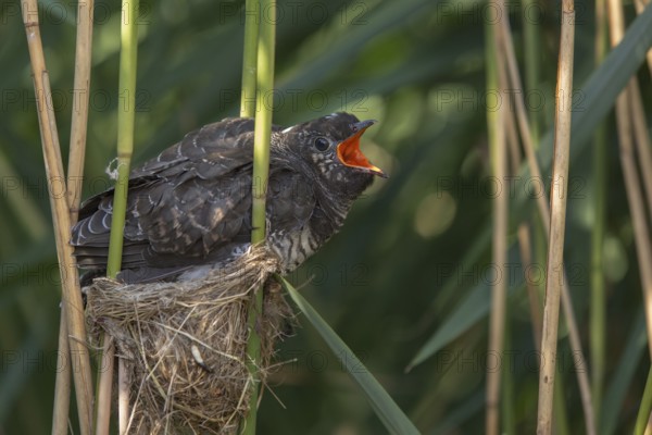 Common Cuckoo (Cuculus canorus) juvenile begging in nest of Eurasian Reed Warbler, Saxony-Anhalt,