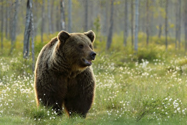 Brown bear walking in forest, morning light. Dangerous animal in nature taiga and meadow habitat.