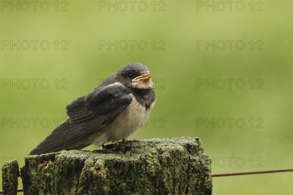 Barn Swallow (Hirundo rustica) juvenile, Lower Saxony, Germany