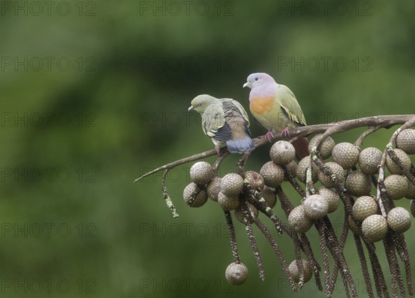 Pink-necked Green Pigeon (Treron vernans), Singapore