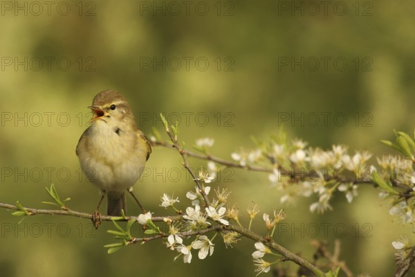 Willow Warbler (Phylloscopus trochilus), Lower Saxony, Germany