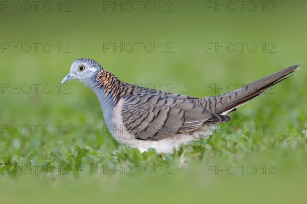 Bar-shouldered Dove (Geopelia humeralis) male, Queensland, Australia