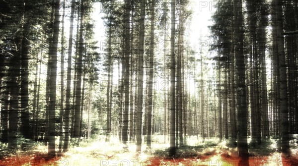 Sunlight filters through the dense canopy of towering trees in a forest, casting warm hues on the