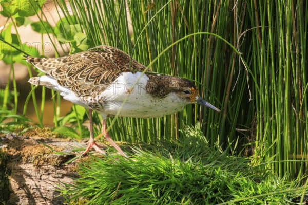 Bird in the grass looking for food in a natural environment, ruff (Calidris pugnax, Syn.: