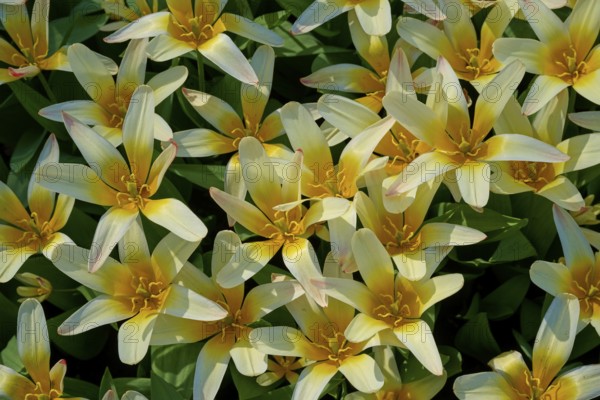 Close-up of yellow blooming tulips with delicate colour gradients, Keukenhof, Lisse, province of