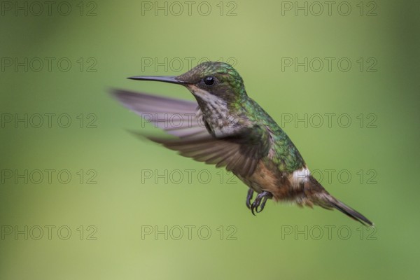 Festive Coquette (Lophornis chalybeus) flying and feeding at a flower in the Atlantic rainforest of