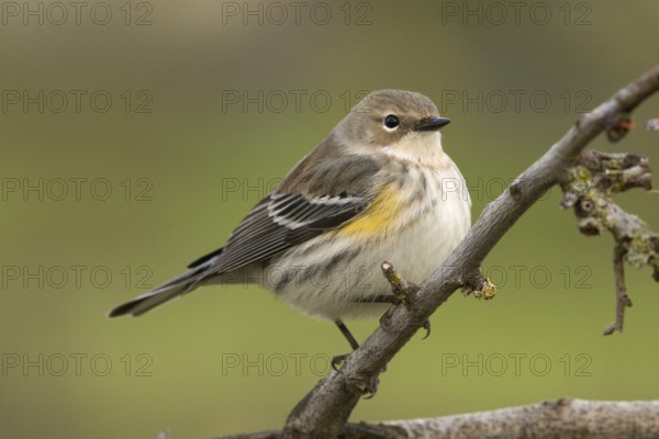 Myrtle Yellow-rumped Warbler (Setophaga coronata) Sacramento County California