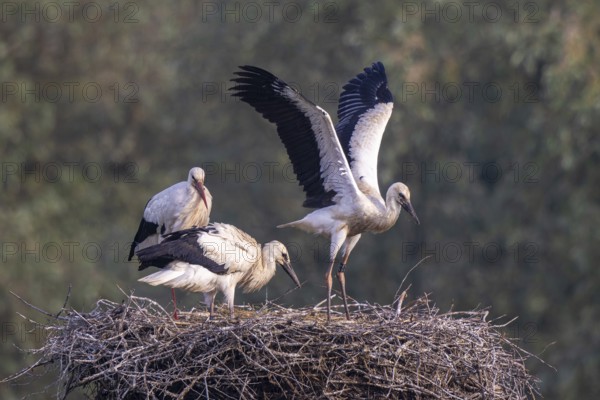 White Stork (Ciconia ciconia) adult with juveniles in nest, Netherlands