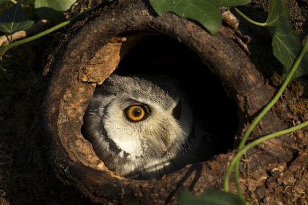 Southern White-faced Owl (Ptilopsis granti) captive, peering out of a tree hollow, Germany