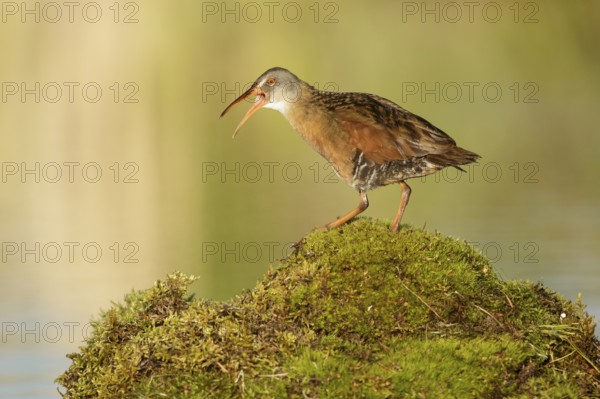 Virginia Rail (Rallus limicola) calling, British Columbia, Canada