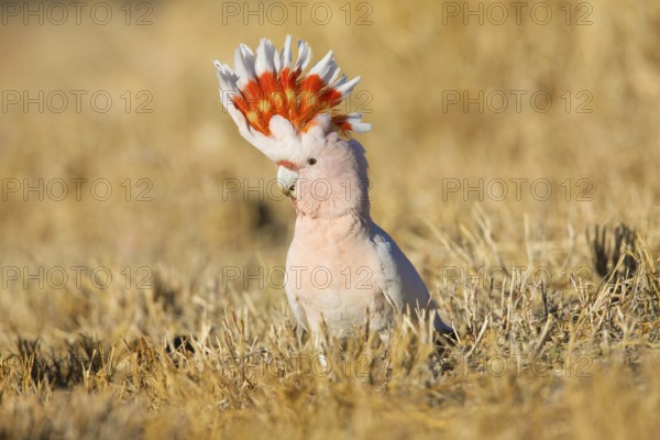 Major Mitchell's Cockatoo (Lophochroa leadbeateri) perched on the ground, Northern Territory,
