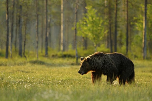 Morning light with big brown bear walking around lake in the morning light. Dangerous animal in