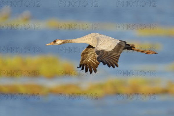 Common Crane, Grus grus, big bird in the nature habitat, Lake Hornborga, Sweden. Wildlife scene