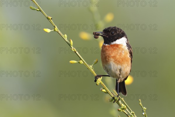 European Stonechat (Saxicola rubicola) male perched on broom with insect in beak, Saxony-Anhalt,