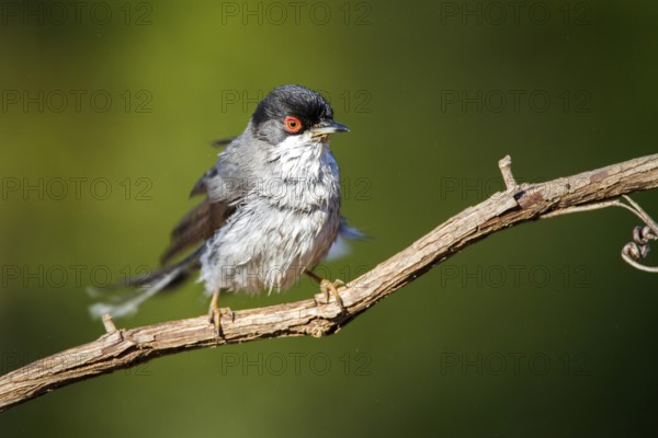 Sardinian Warbler (Sylvia melanocephala) male, Alicante, Spain