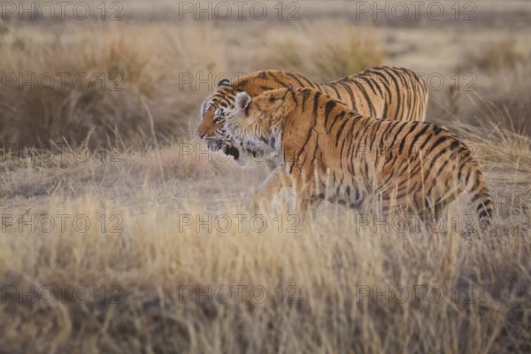 Bengal Tiger (Panthera tigris) two females fighting, captive, Philippolis, South Africa