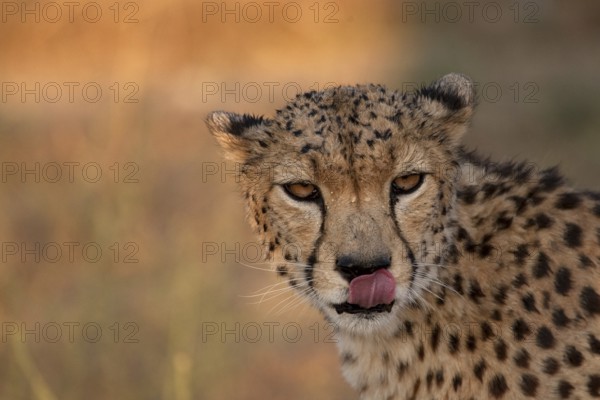 Cheetah (Acinonyx jubatus) captive, male with wet coat and raindrops in face, Castile-La Mancha,