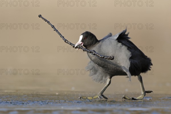 Eurasian Coot (Fulica atra) with nesting material in beak, North Rhine-Westphalia, Germany