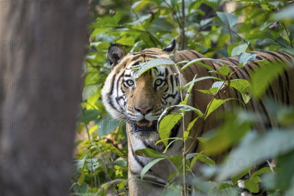 Bengal tiger (Panthera tigris tigris), standing, looking through bushes, Bandhavgarh National Park,