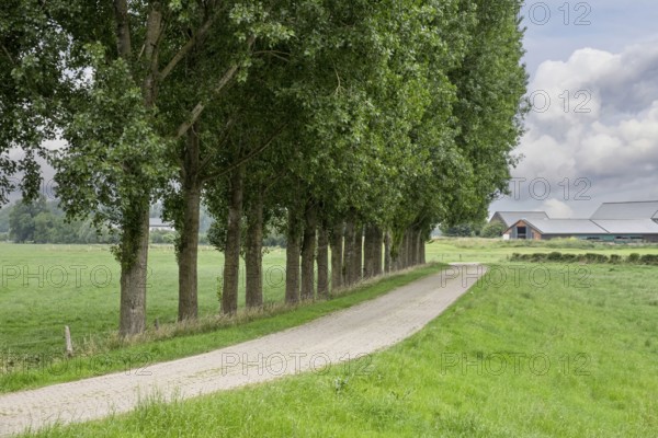 Narrow road lined with tall trees on a green meadow under a cloudy sky, Lower Rhine, North