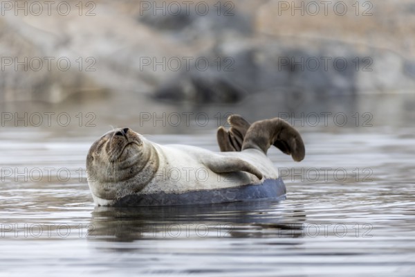 Harbour seal (Phoca vitulina) lying on a stone in the water, Mammals (Mammalia), Smeerenburgbreen,