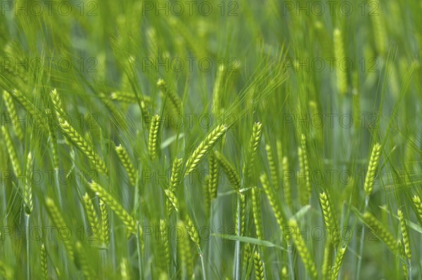 Grain field with unripe ears of barley (Hordeum vulgare), delicate structure, texture, background