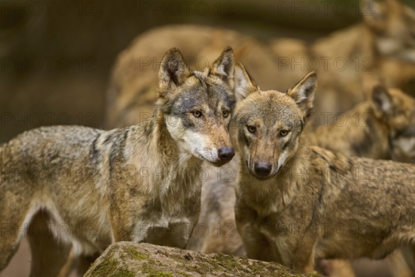 Wolf (Canis lupus), two wolves standing close to each other behind a rock, looking connected,