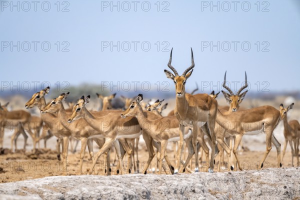 Herd of impala (Aepyceros melampus) at a waterhole, black heeler antelope, Nxai Pan National Park,