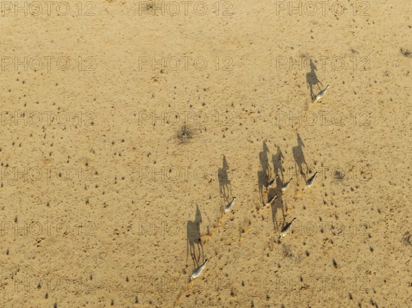Hartmann's Mountain Zebra (Equus zebra hartmannae). Roaming an arid plain at the edge of the Namib