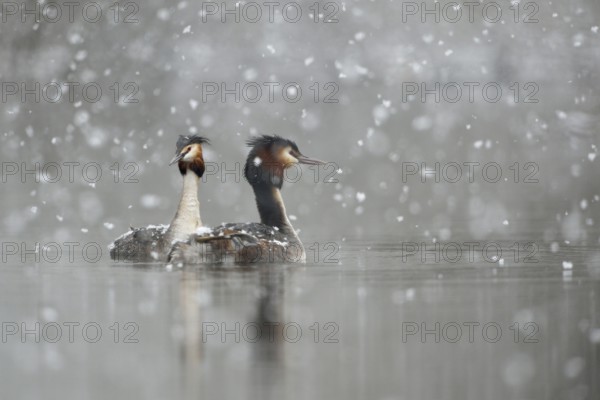 Great Crested Grebe (Podiceps Scalloped ribbonfish), swimming couple, courtship display in