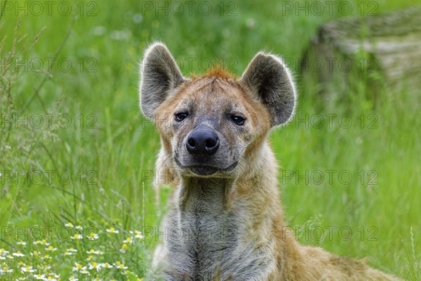 Animal portrait, spotted hyena (Crocuta crocuta), attentive, captive, distribution sub-Saharan