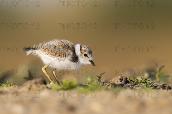 Little Ringed Plover (Charadrius dubius) chick, North Rhine-Westphalia, Germany