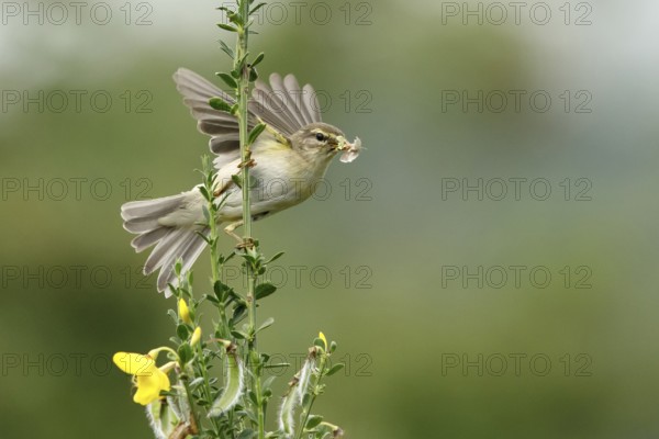 Willow Warbler (Phylloscopus trochilus) perched on a branch with food in its beak, Mecklenburg