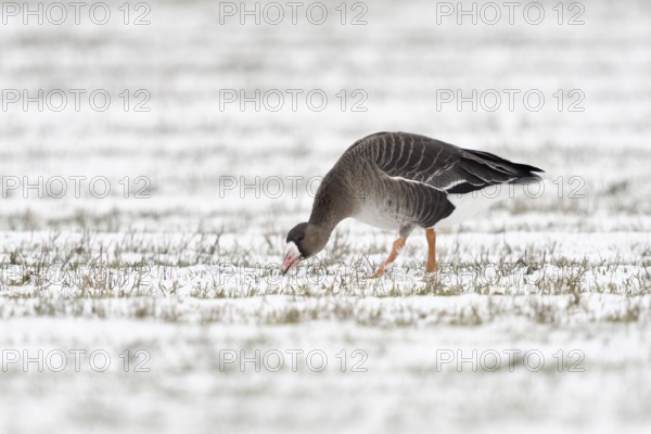 Greater White-fronted Goose (Anser albifrons) foraging on snowy field, North Rhine-Westphalia,