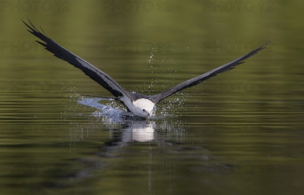 Swallow-tailed Kite (Elanoides forficatus) drinking in flight, Florida, USA