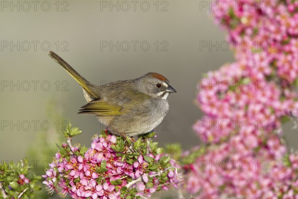 Green-tailed Towhee Pipilo chlorurus Mono Lake, California, United States 14 May Adult Emberizidae