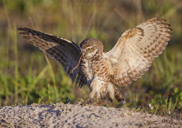 Burrowing Owl (Athene cunicularia) flying with a worm in its beak, Florida, USA