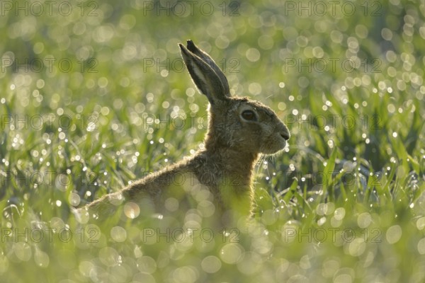 European Hare (Lepus europaeus) portrait in backlight, North Rhine-Westphalia, Germany