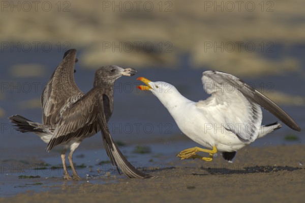 Pacific Gull (Larus pacificus), Victoria, Australia