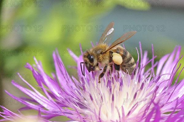 European honeybee (Apis mellifera), with pollen pellets, collecting nectar from a flower of the